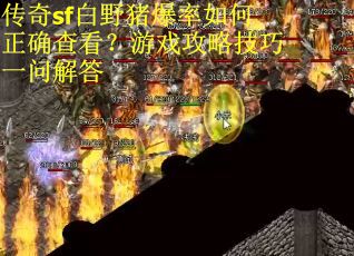 传奇sf白野猪爆率如何正确查看？游戏攻略技巧一问解答